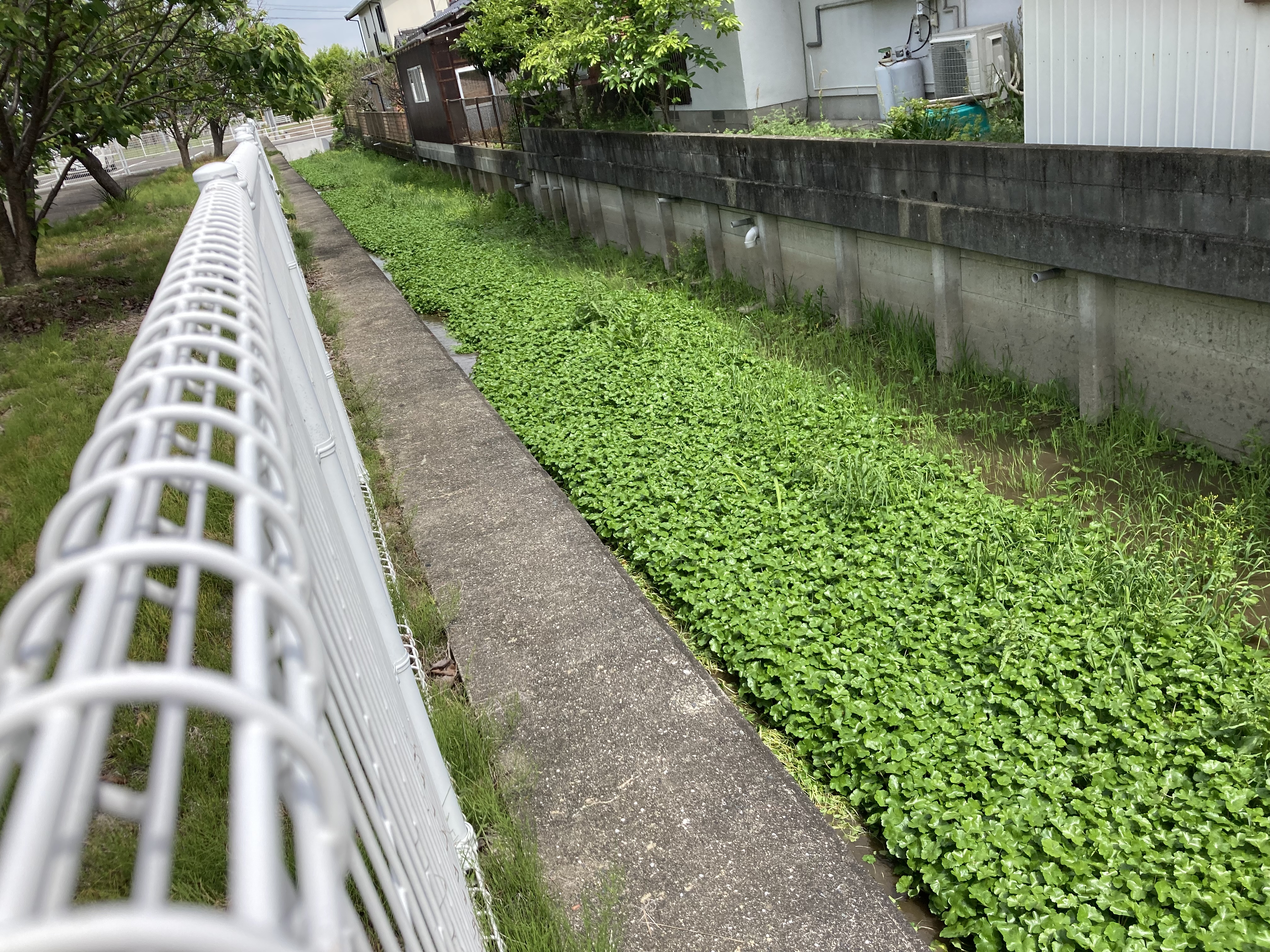 河川清掃を行いました』 | ブログ | 社会福祉法人 晴寿会